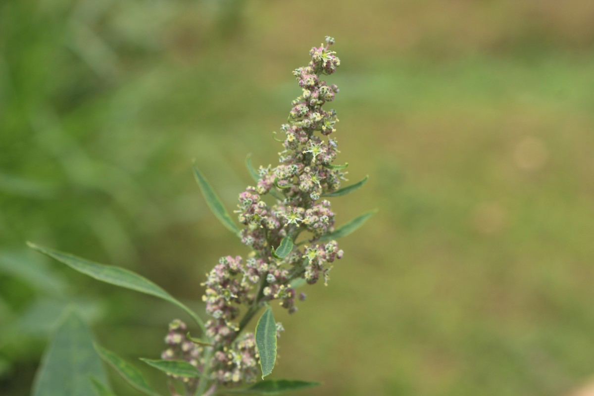 Chenopodiastrum murale (L.) S.Fuentes, Uotila & Borsch